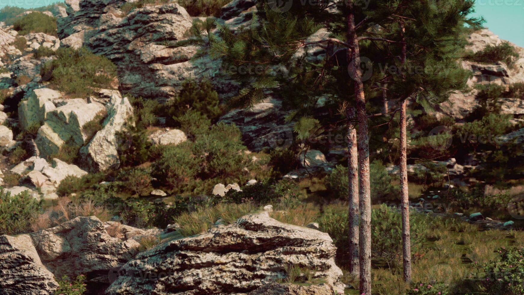 In the Alps, a plethora of trees are bathed in bright sunlight photo