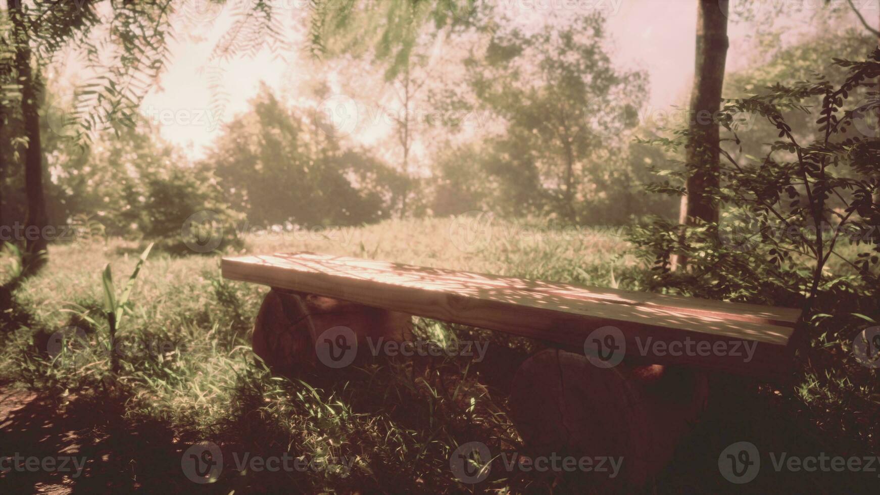 wooden benches along empty footpath photo