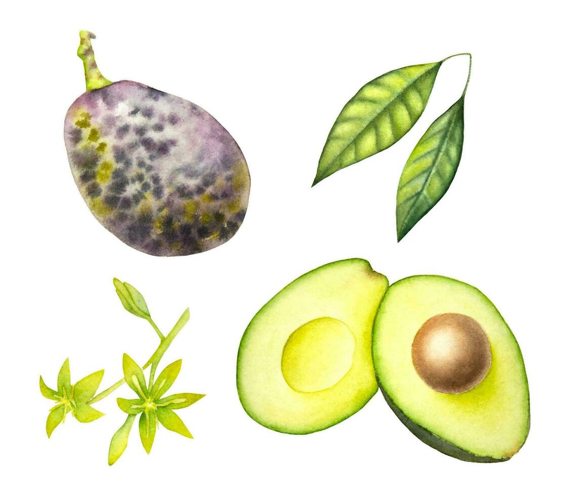 Hand painted watercolor avocado on the white background. Cut watercolor avocado, avocado leaf and flower. vector