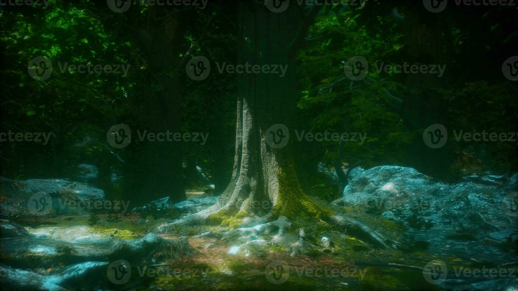 close-up green moss on tree in the forest photo