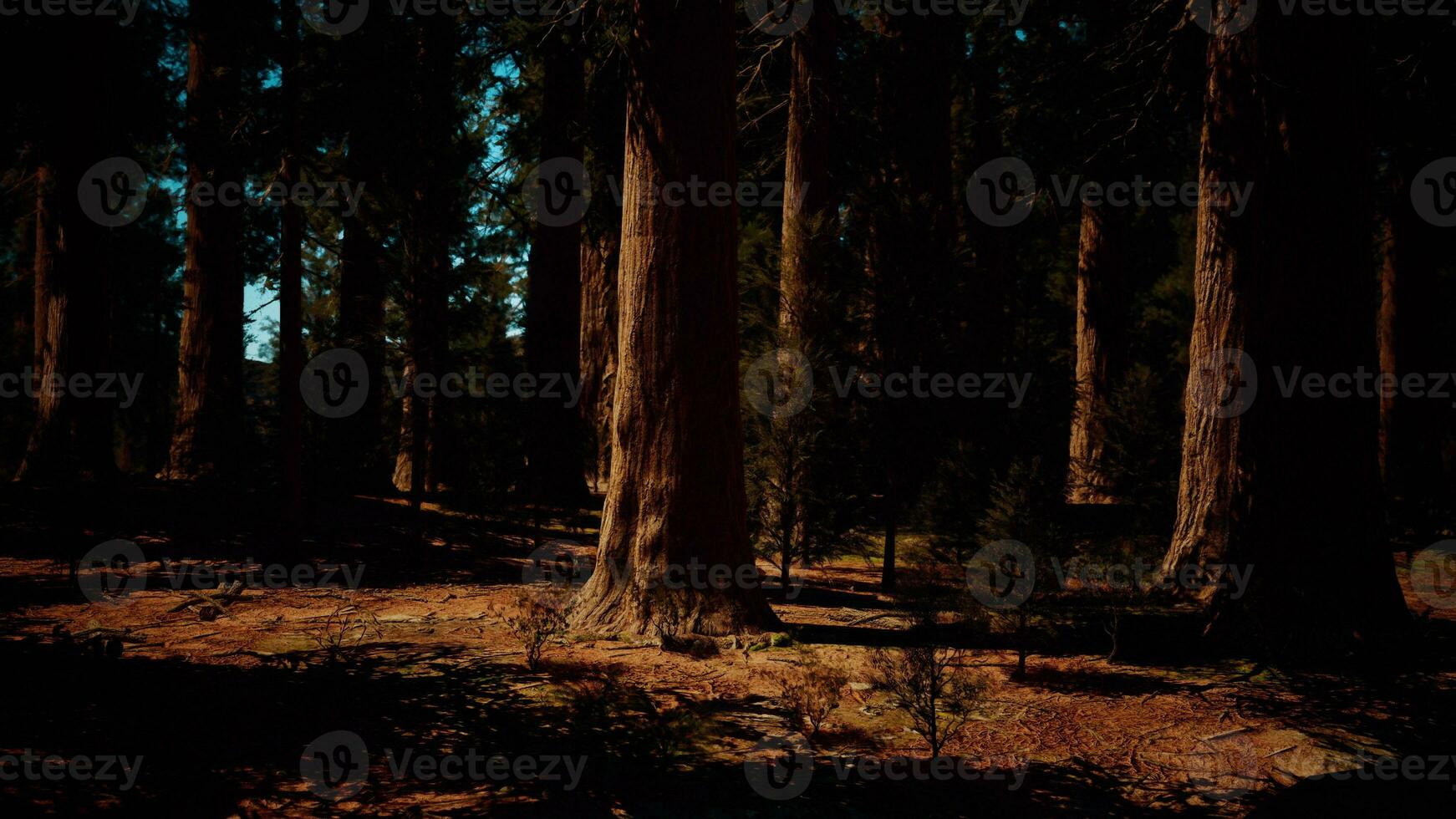 Majestic sequoia trees in the glow of the setting sun photo