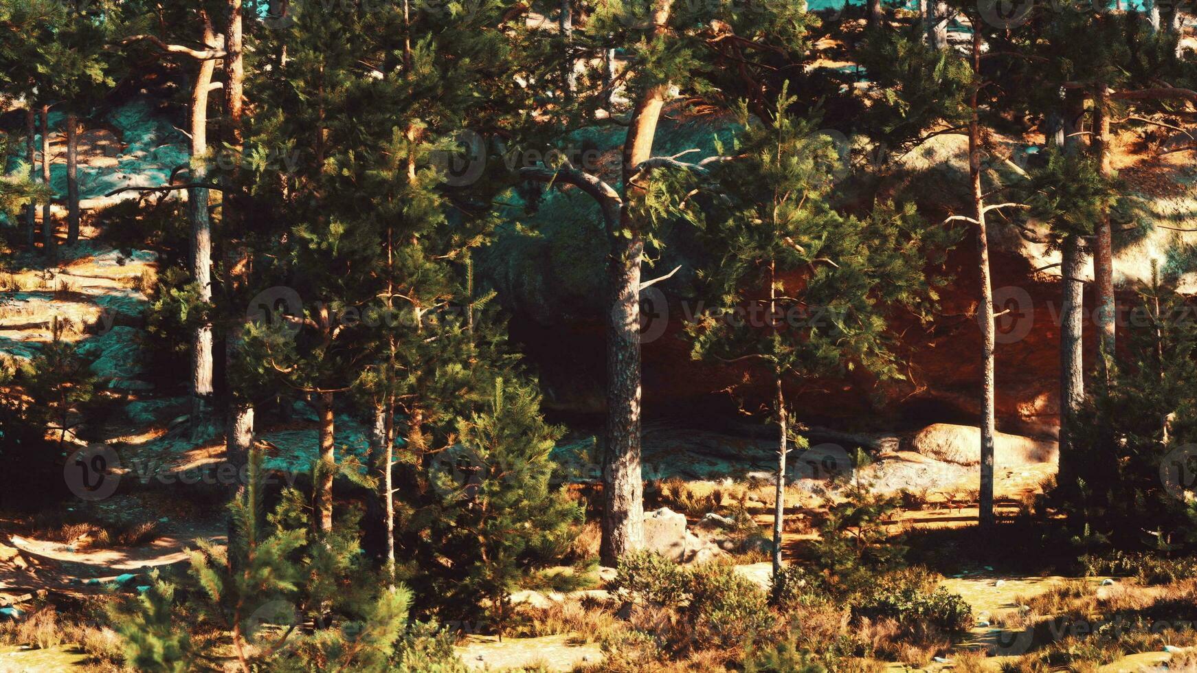 windswept rocky terrain is home to a thriving coniferous forest photo