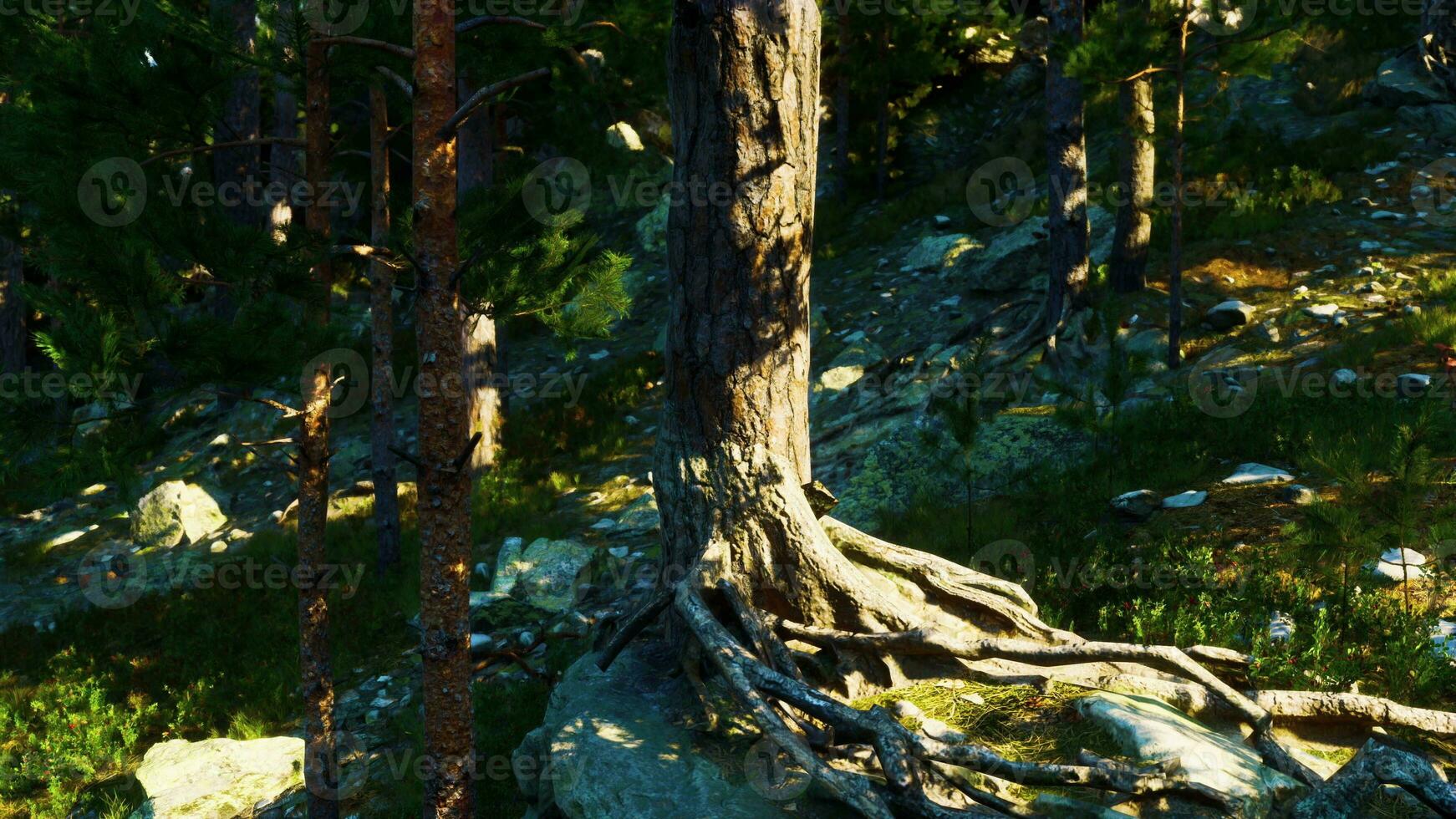 Windswept cliffs are home to massive pine trees photo