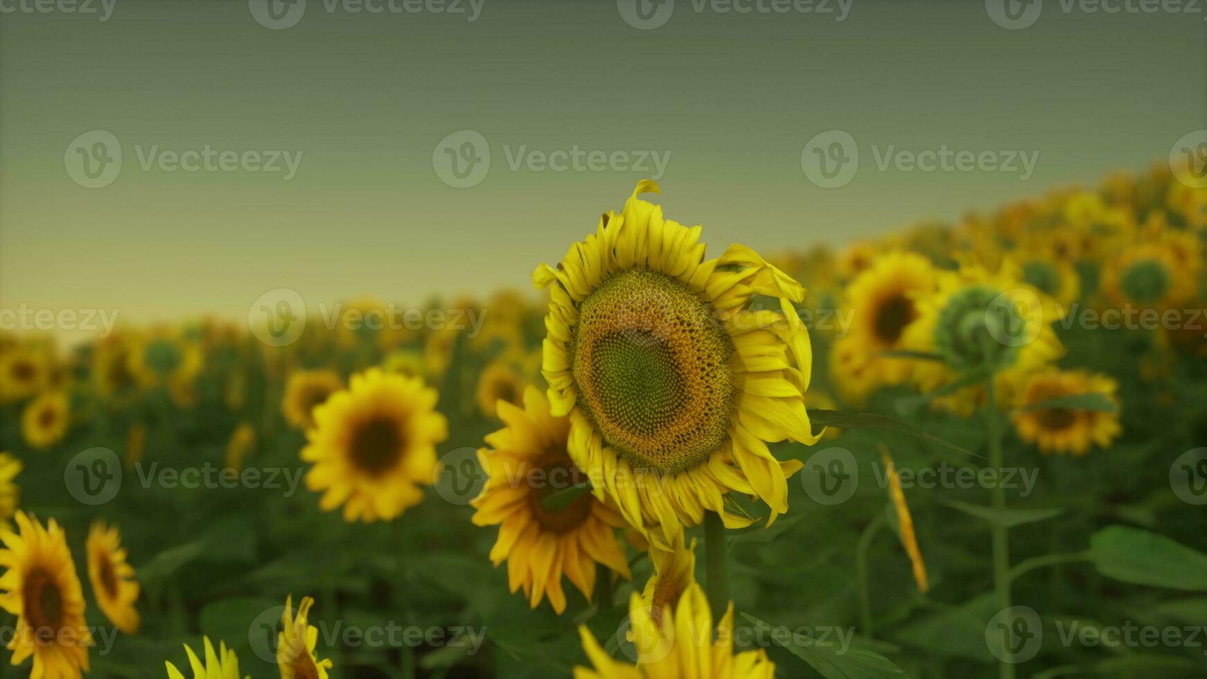 Many bright yellow big sunflowers in plantation fields on evening sunset photo