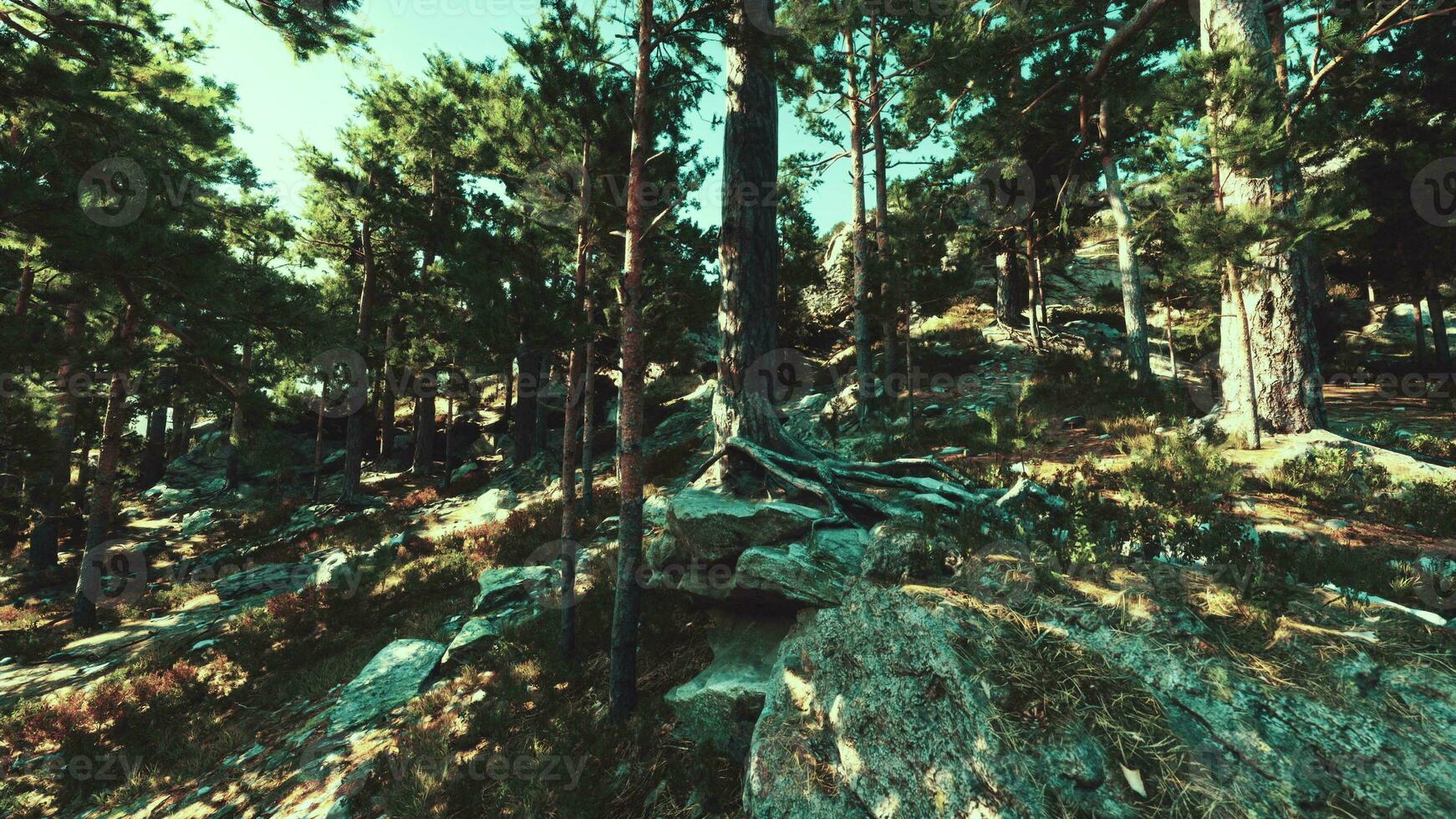 Rocky cliffs support a coniferous forest, exposed to the elements photo