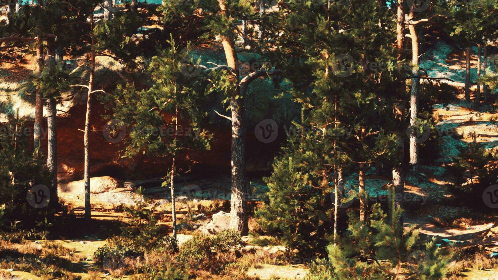 Coniferous trees grow on rocky cliffs, enduring strong winds photo