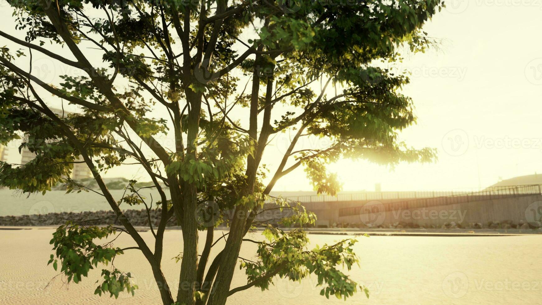 big tree foliage in morning light with sunlight photo