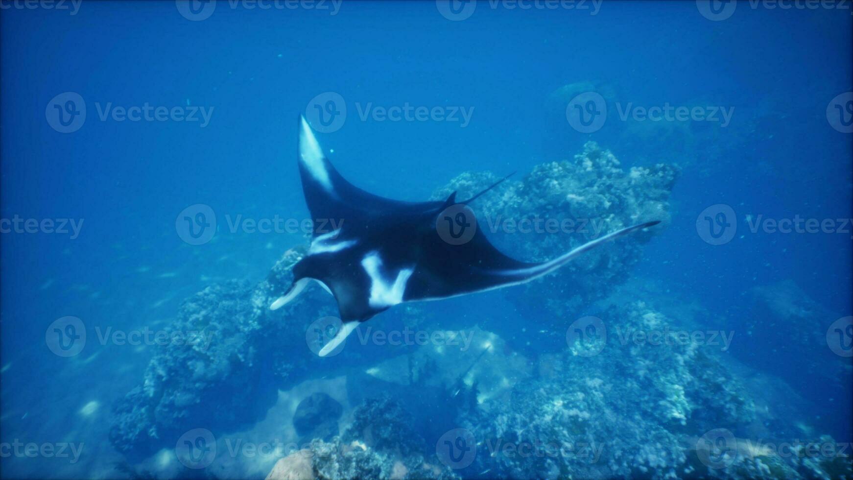 Underwater view of hovering Giant oceanic manta ray photo