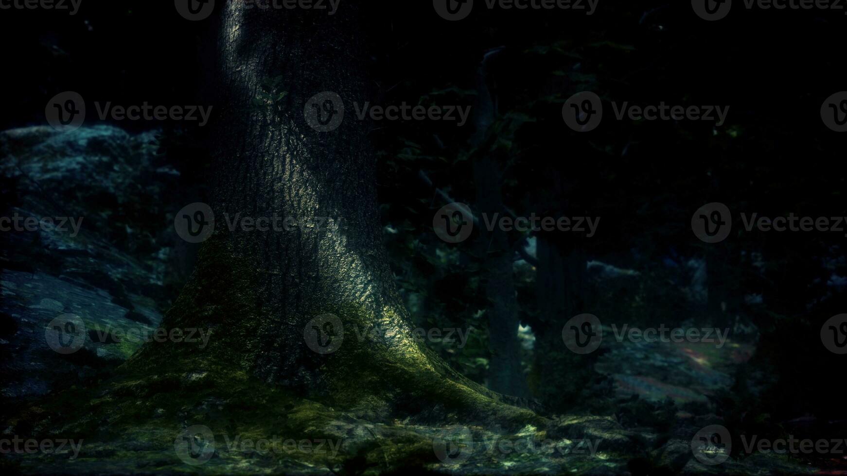 tree roots and sunshine in a green forest photo