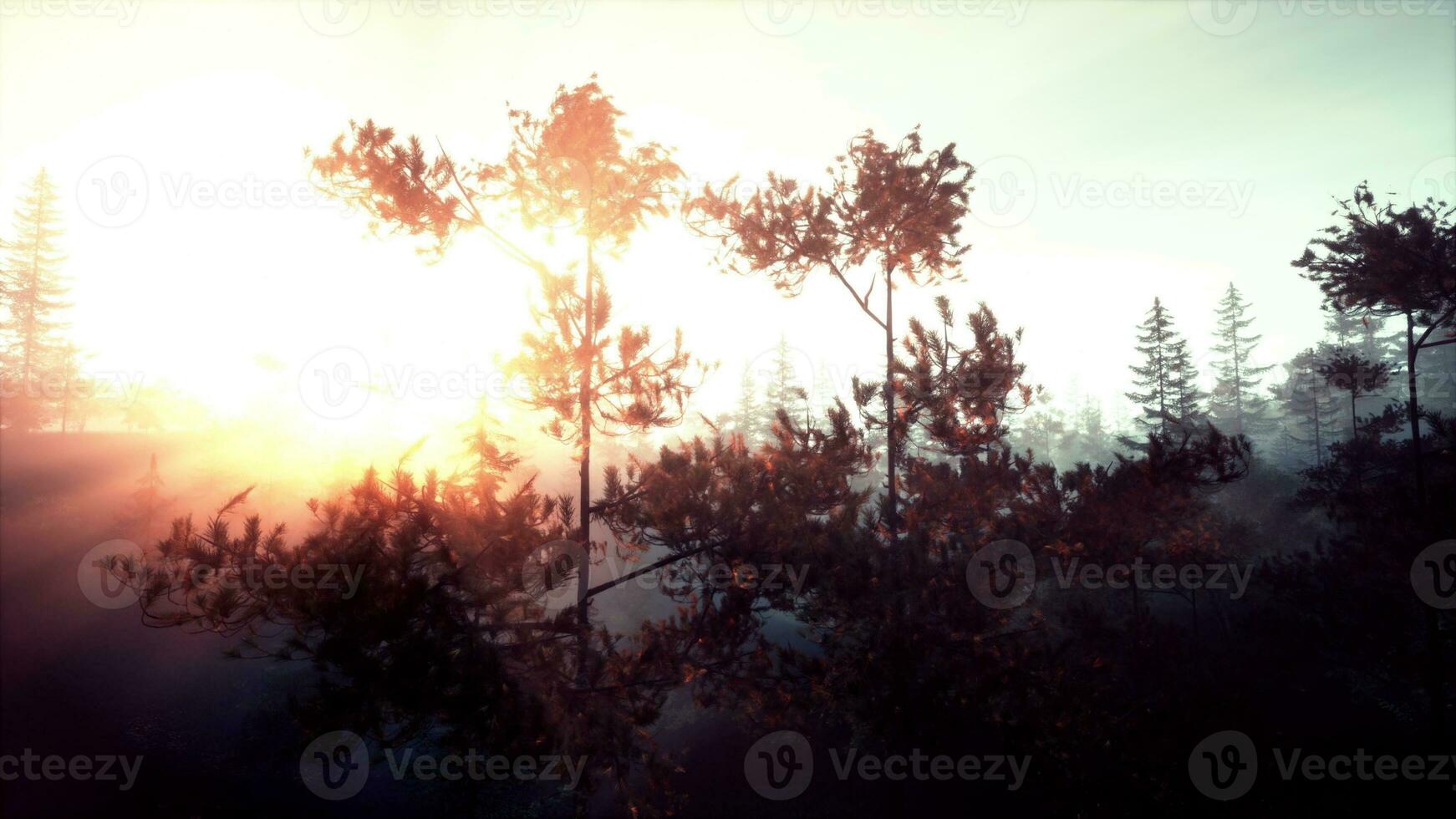 Foggy green pine forest with canopies of spruce trees and sunrise rays photo