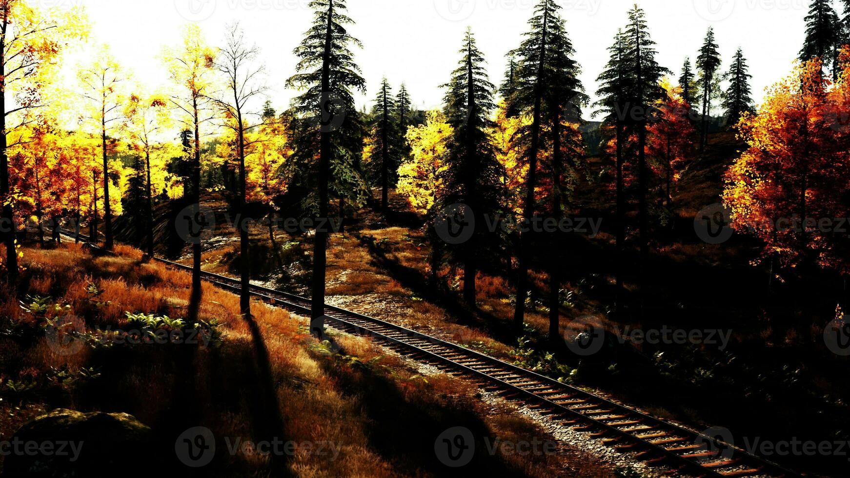 Old railroad tracks cutting through a dense forest of spruce trees at twilight photo