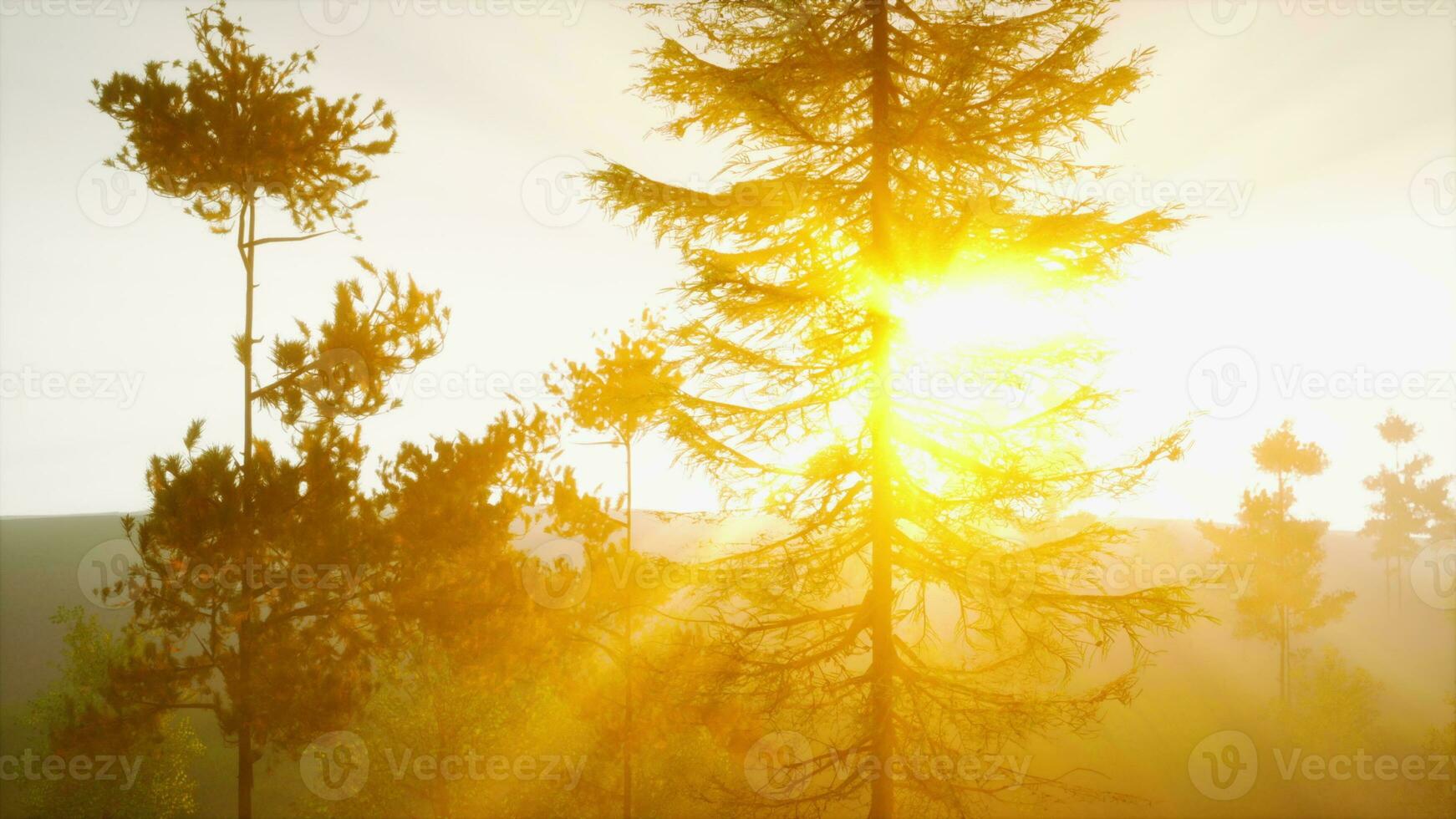 Magnificent sunlight streaming through pine boughs photo