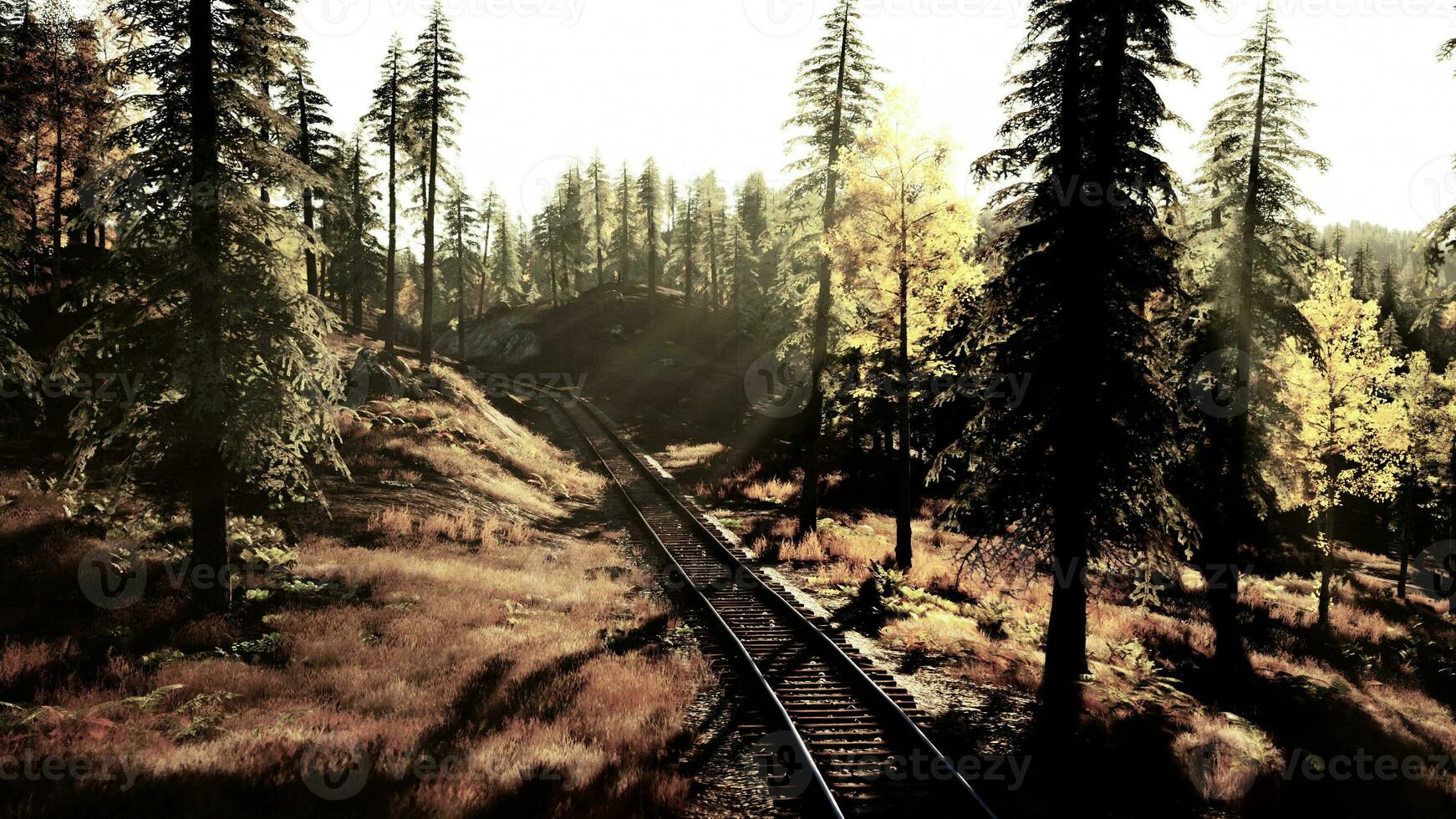 Deteriorating railway winding through a dense forest of spruce trees at sunset photo
