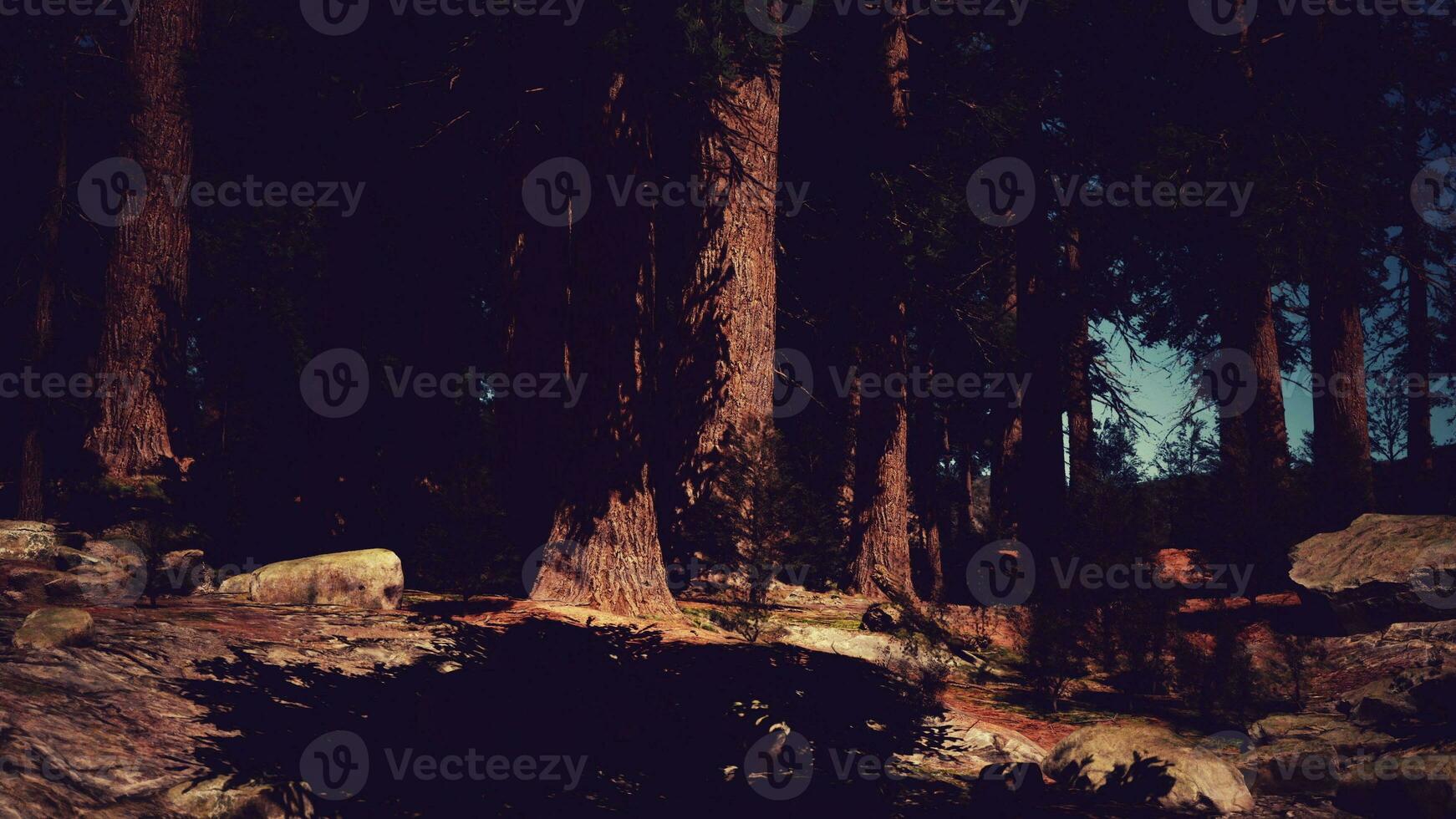 Sequoia forest aglow with warm evening hues photo