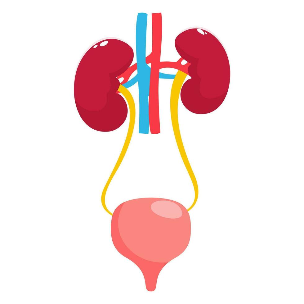 Illustration of kidney and bladder anatomy diagram. Urinary system concept vector illustration on white background