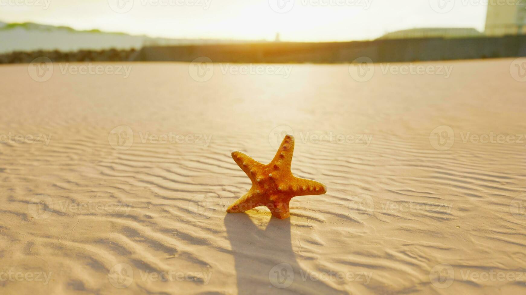 starfish on the sity beach photo