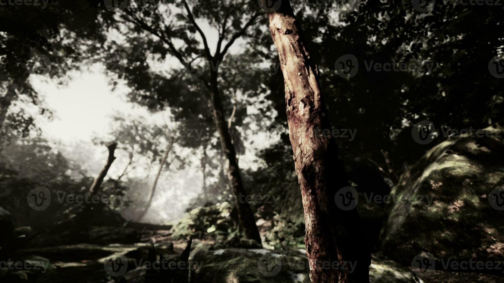 Morning light in beautiful jungle garden photo