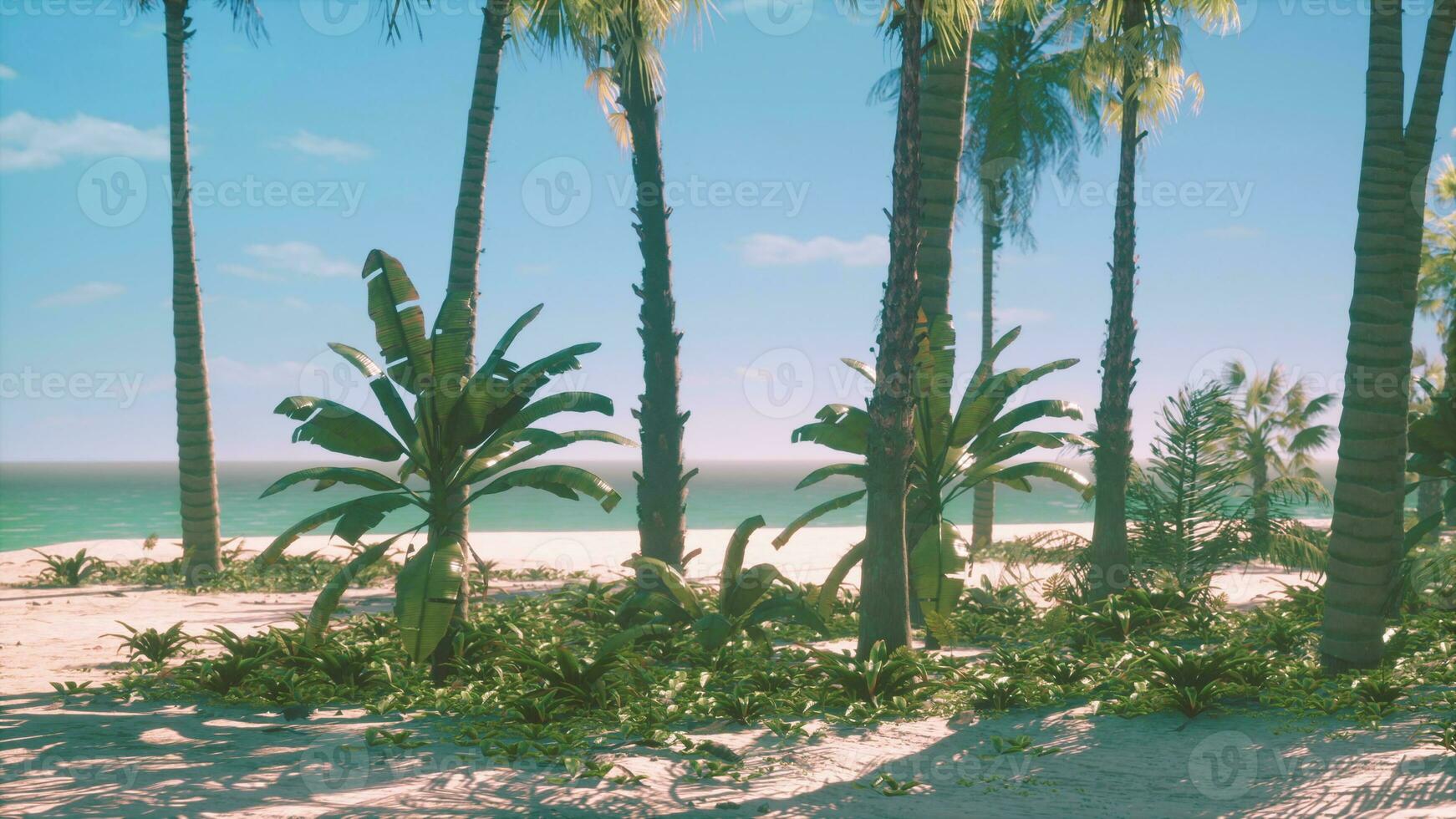 Miami South Beach park with palms photo