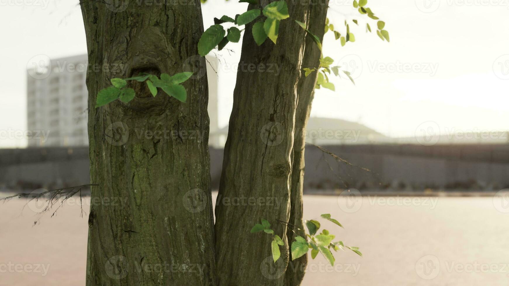 Dom brillante mediante árbol con lente instinto foto