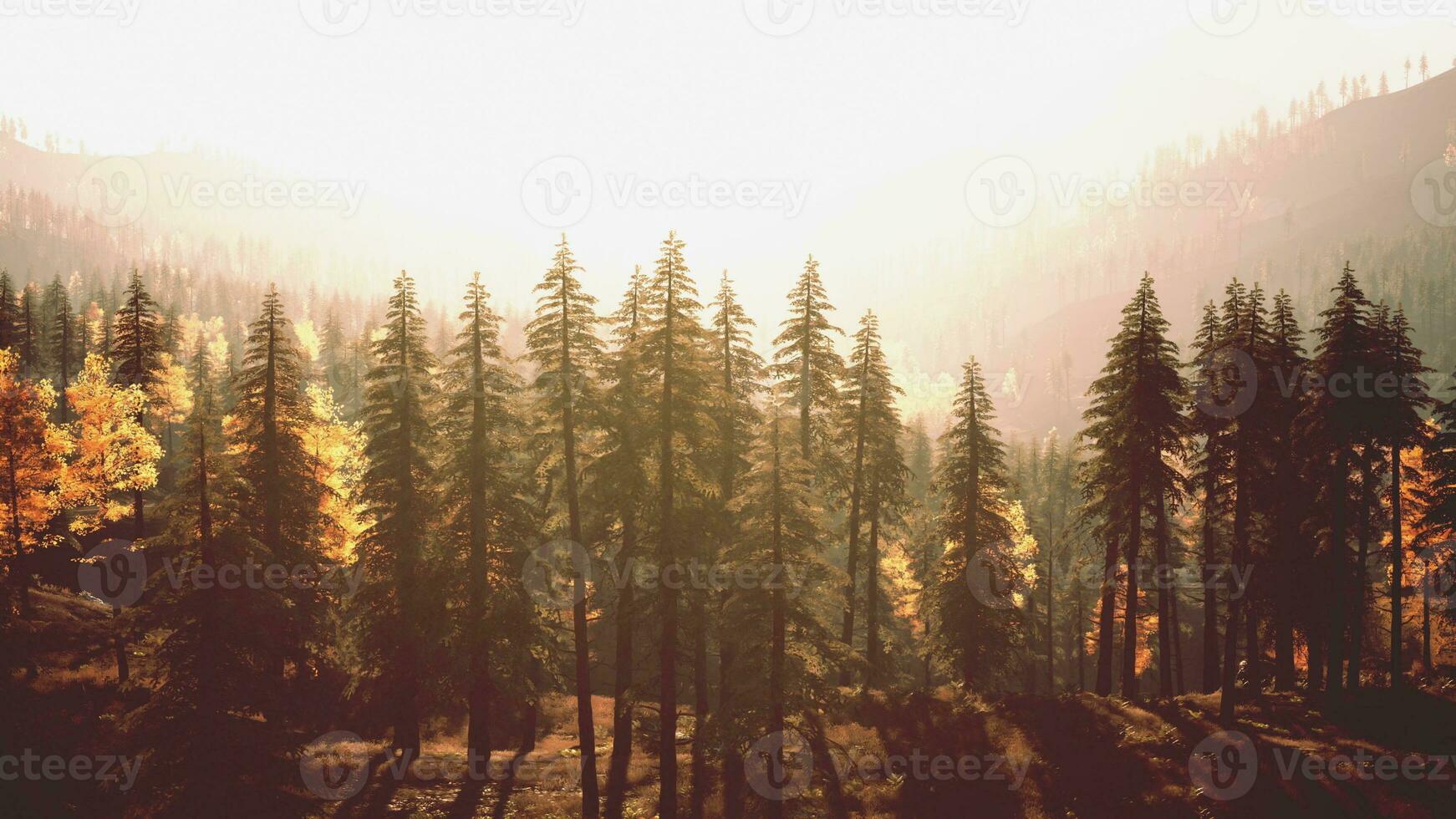 Bright evergreen forest in the mountains during sunset photo