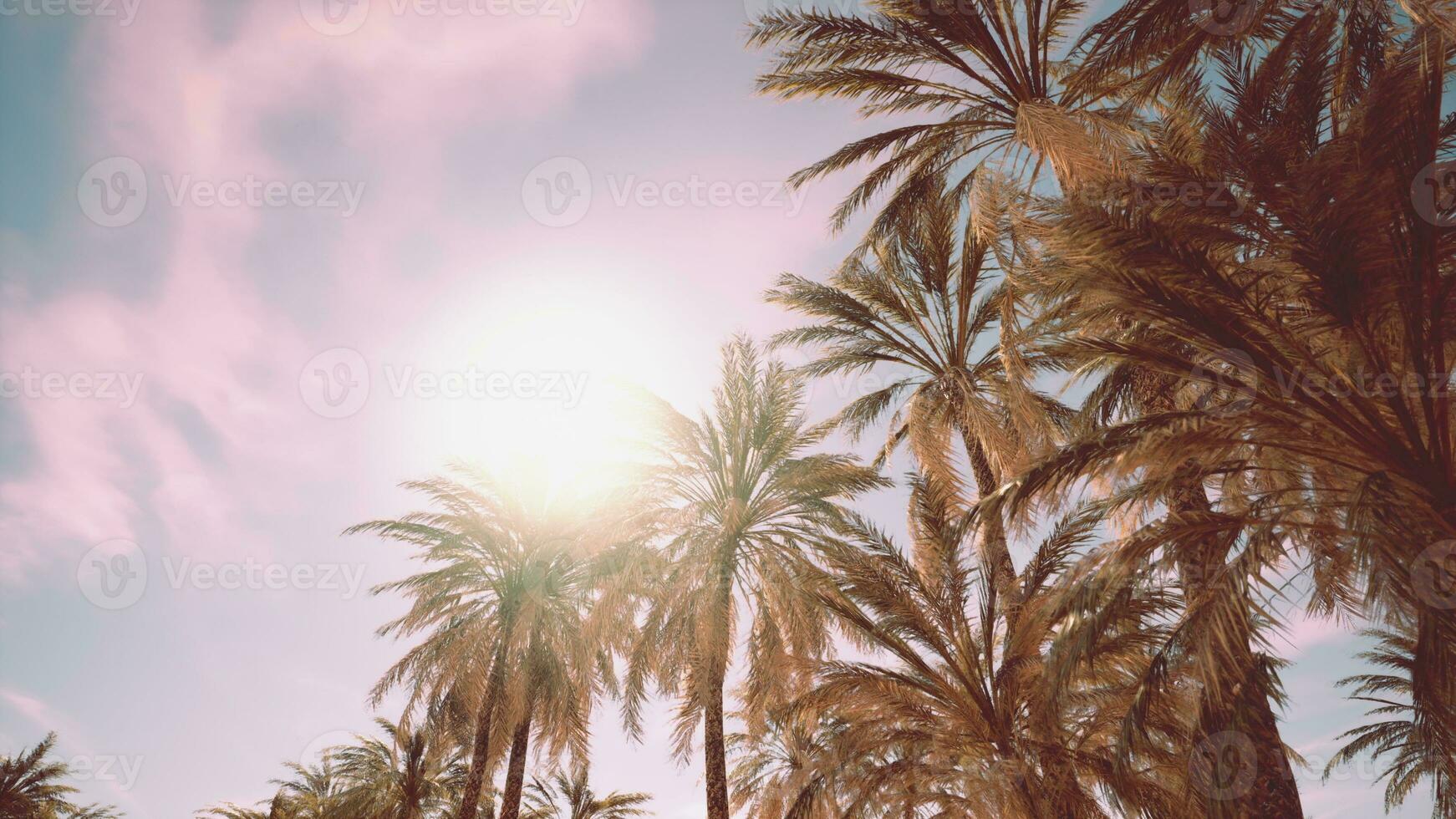 Looking up at palm trees at Surfers Paradise photo