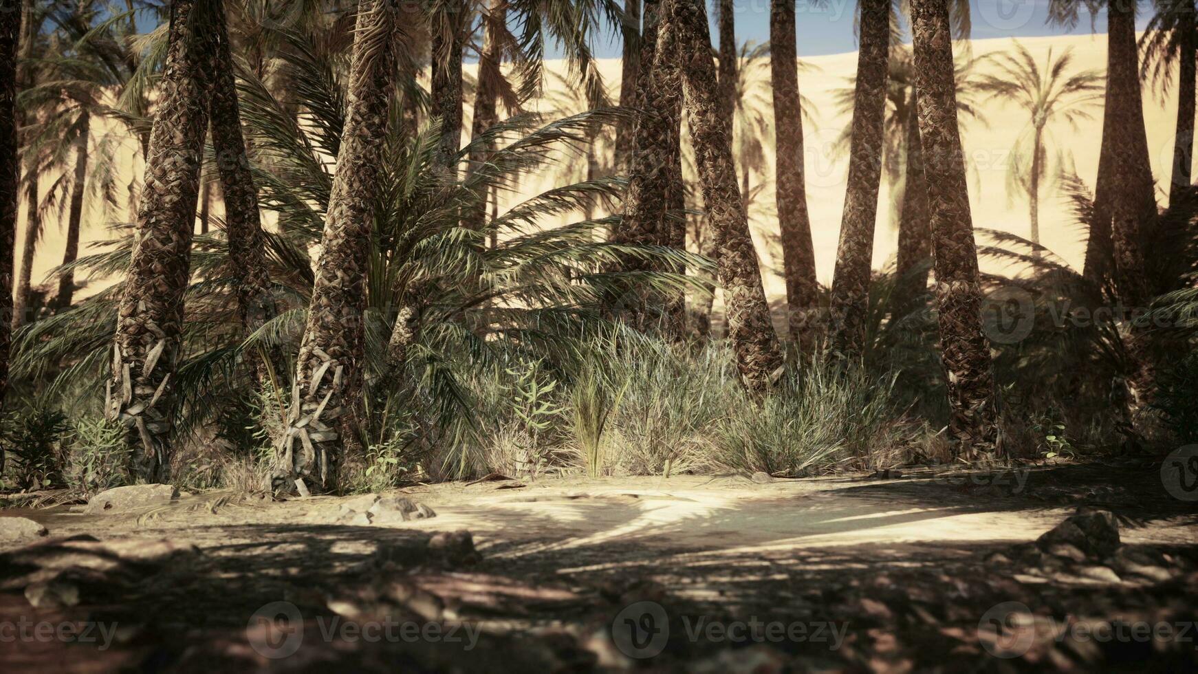 desert oasis among the dunes photo