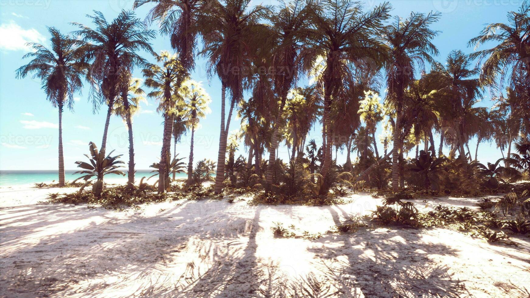 View of nice tropical beach with palms around photo