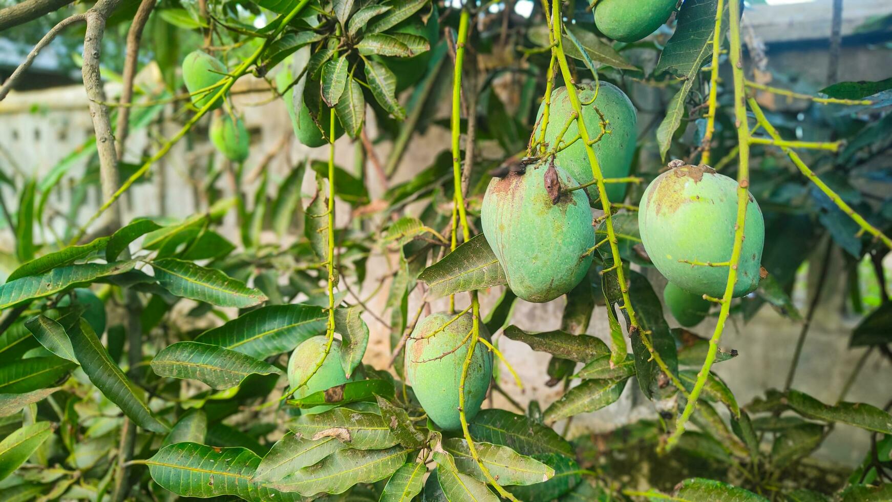 Fresco mango Fruta colgando en el árbol foto