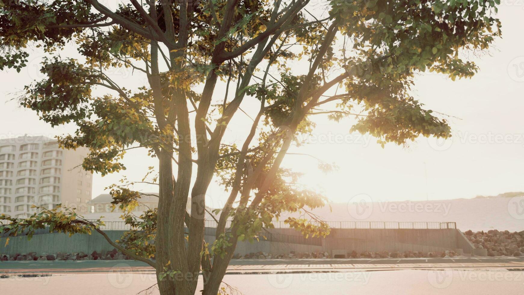 sun shining through tree with lens flair photo