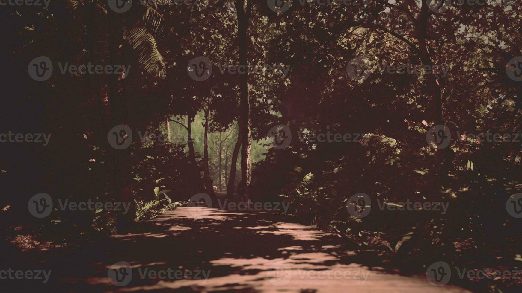 brightness of the jungle is highlighted by a winding wooden path photo