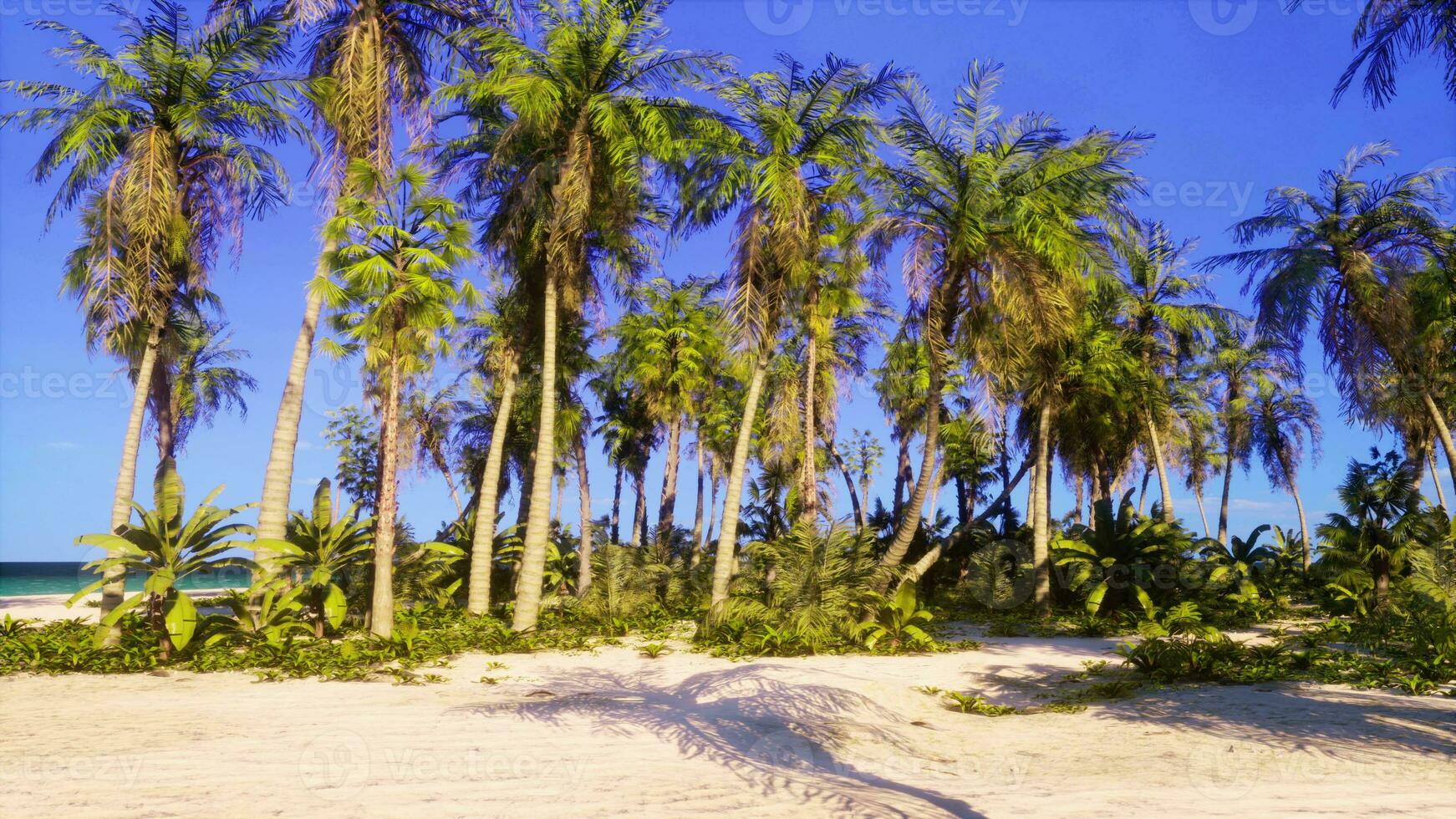 A tropical paradise with palm trees and a pristine beach photo