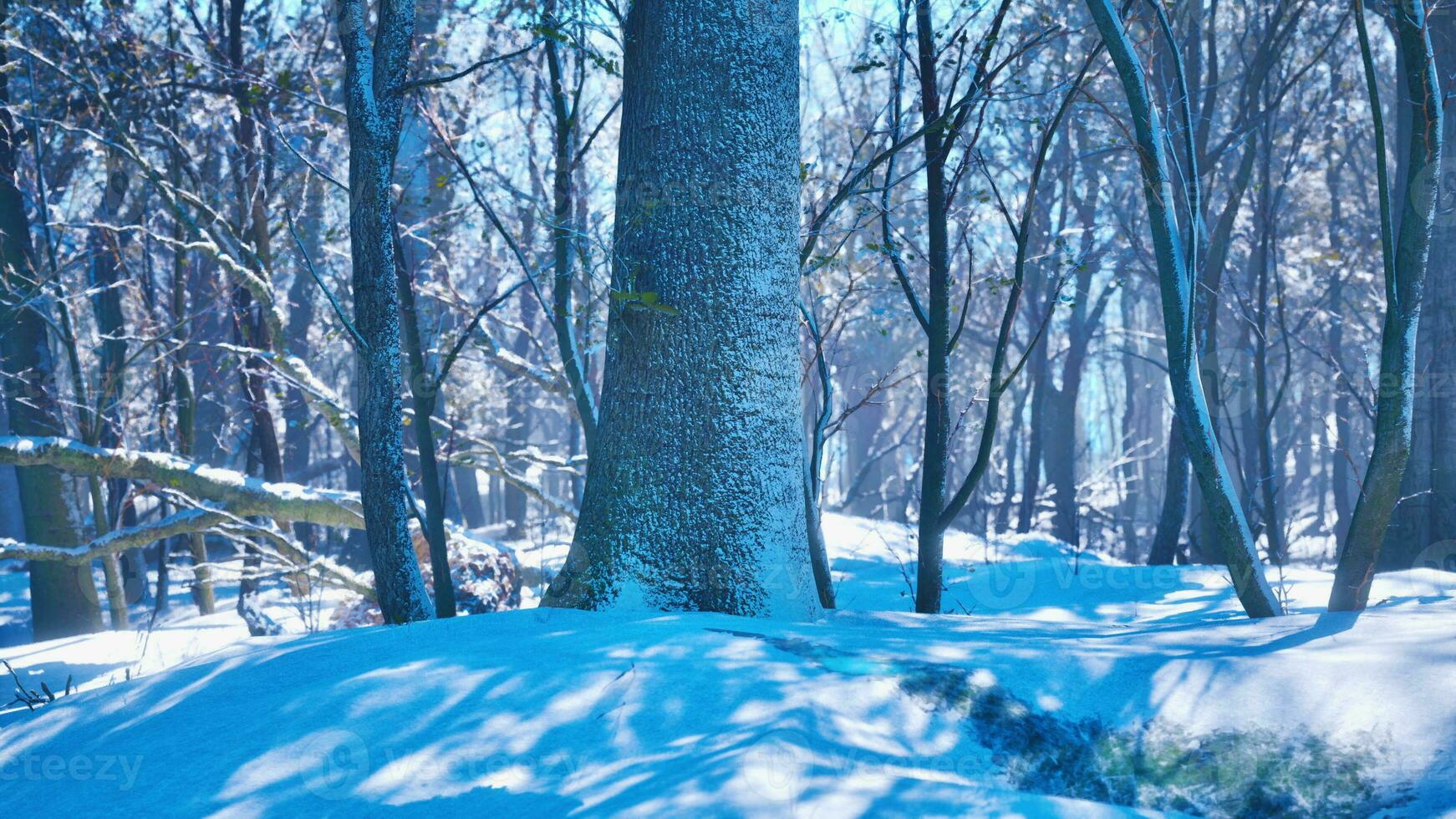 Warm winter sunset shining through a forest with tall pine trees photo