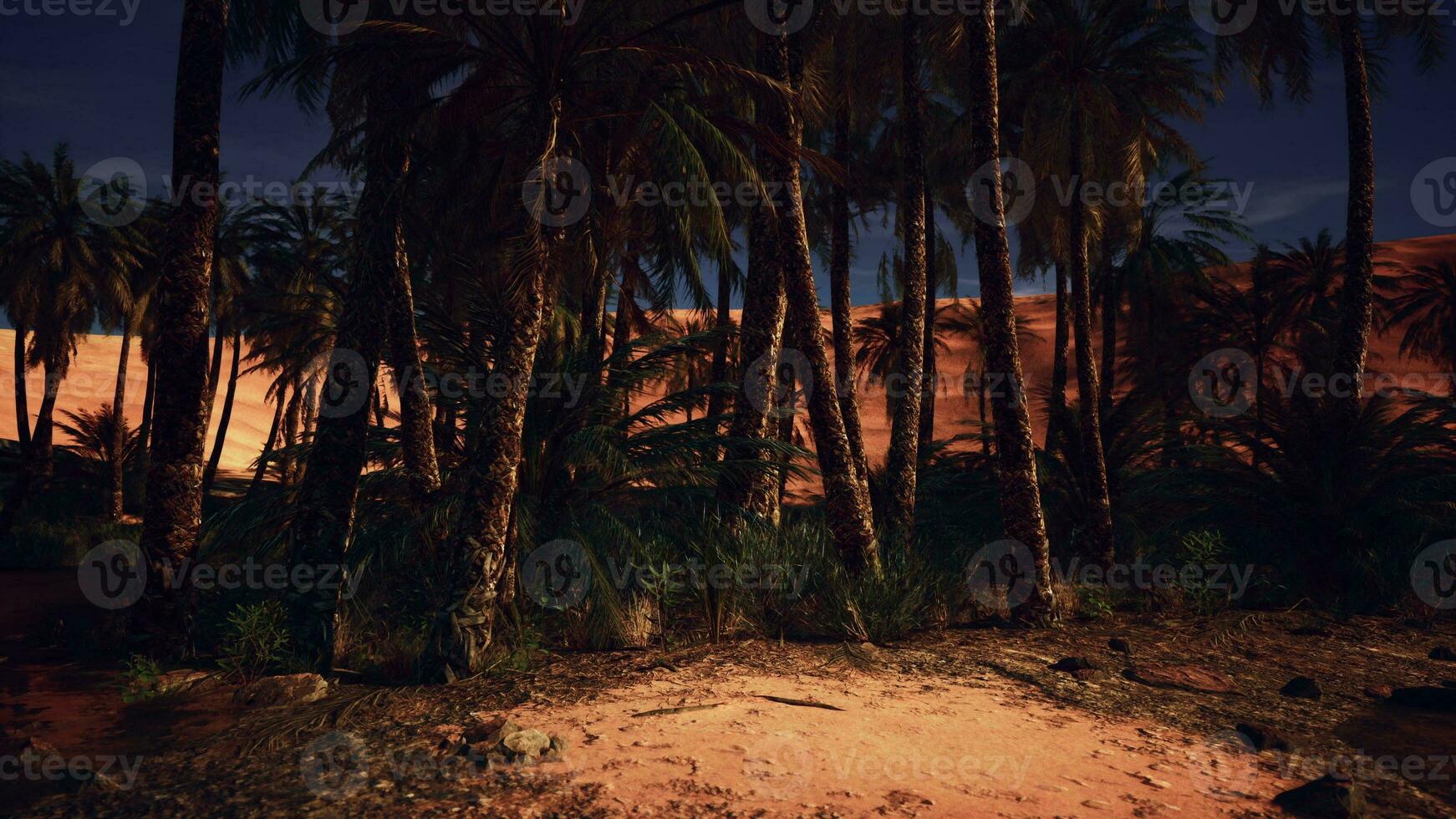 A group of palm trees silhouetted against a starry night sky in the desert photo