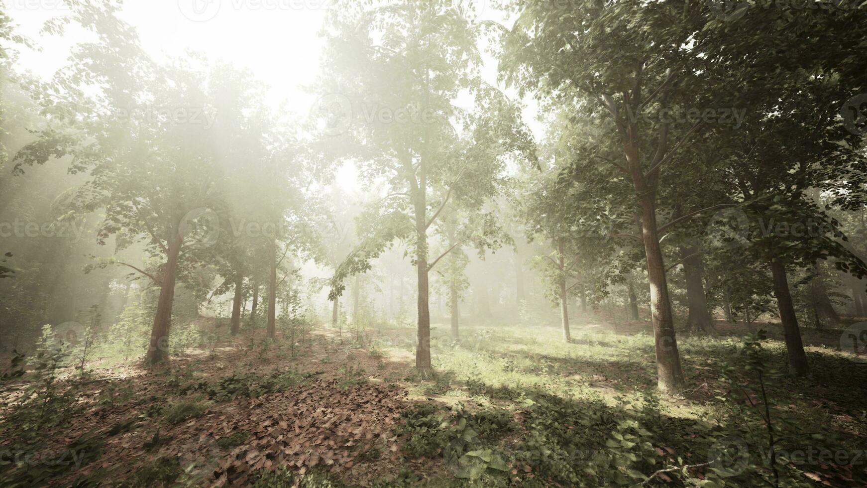 Rays of sunlight in a misty forest in autumn create a magical mood photo