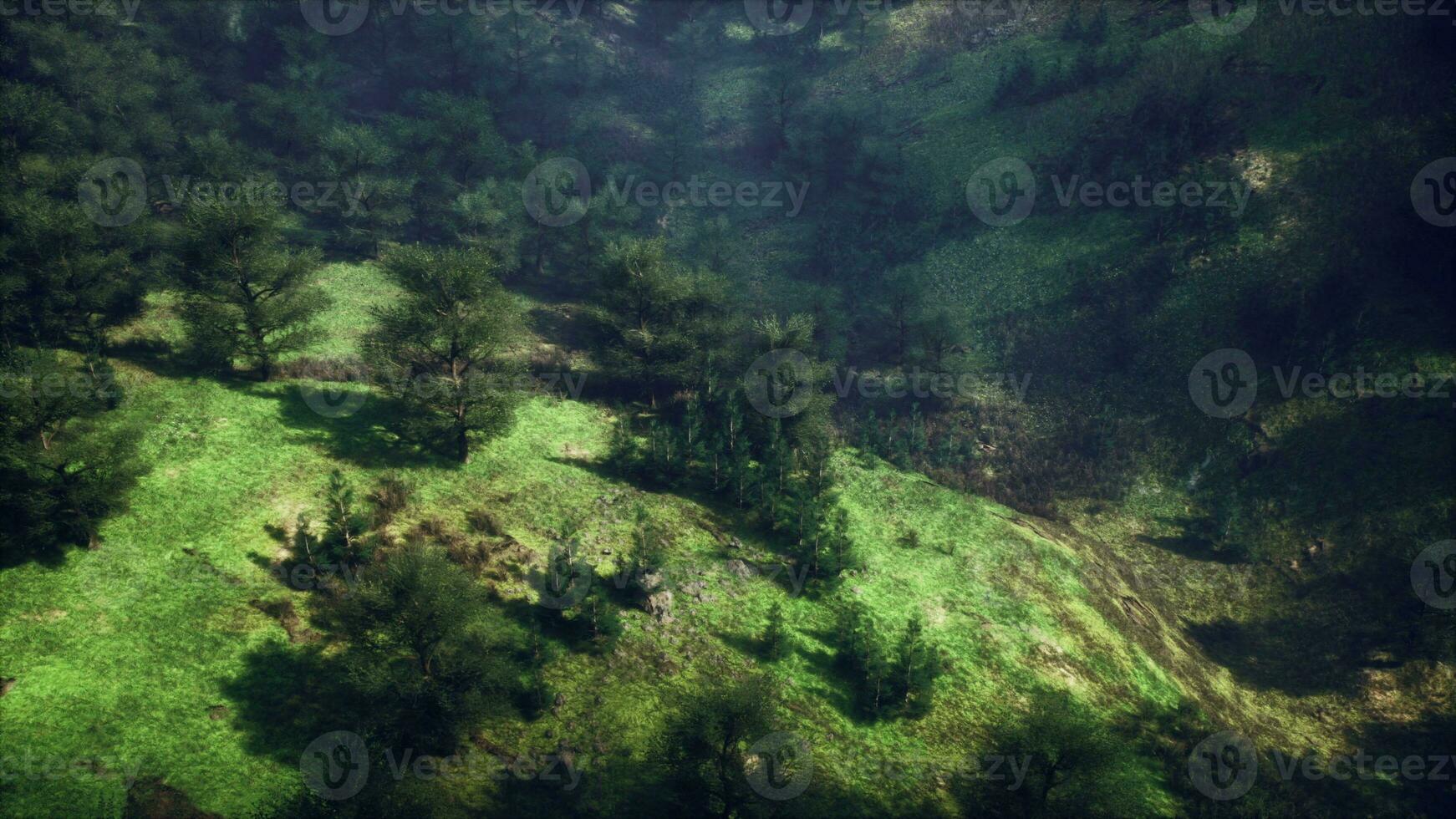 Misty foggy mountain landscape with fir forest photo