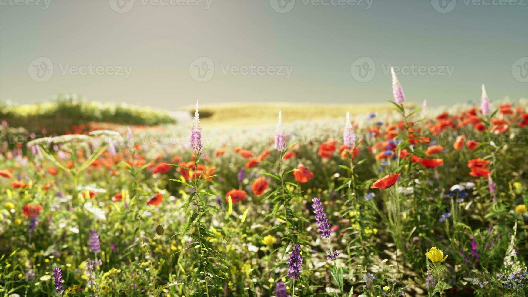 A colorful field of wildflowers and blooming flowers photo