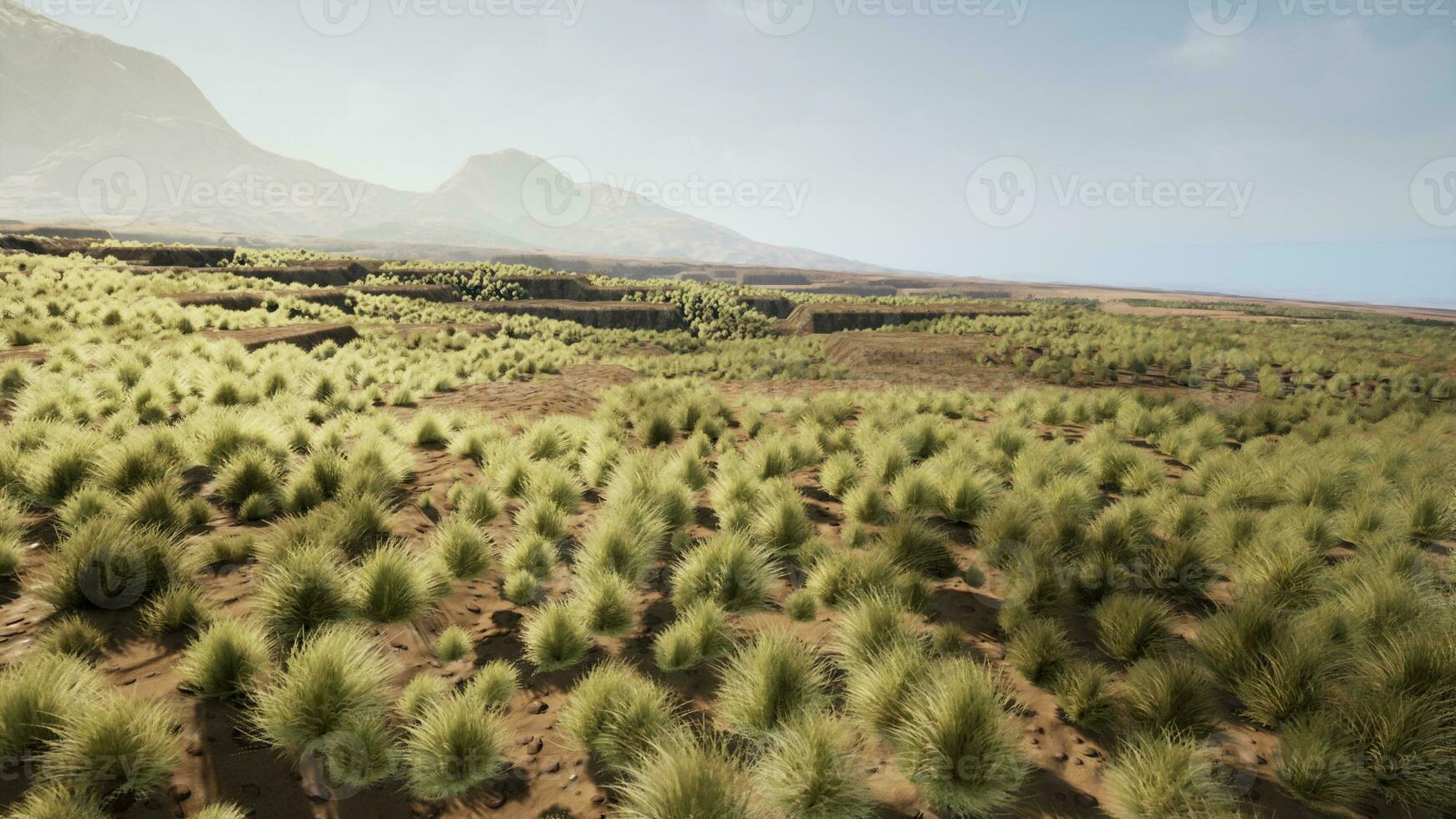 the rocky landscape of the Californian Mojave Desert with green shrubs photo