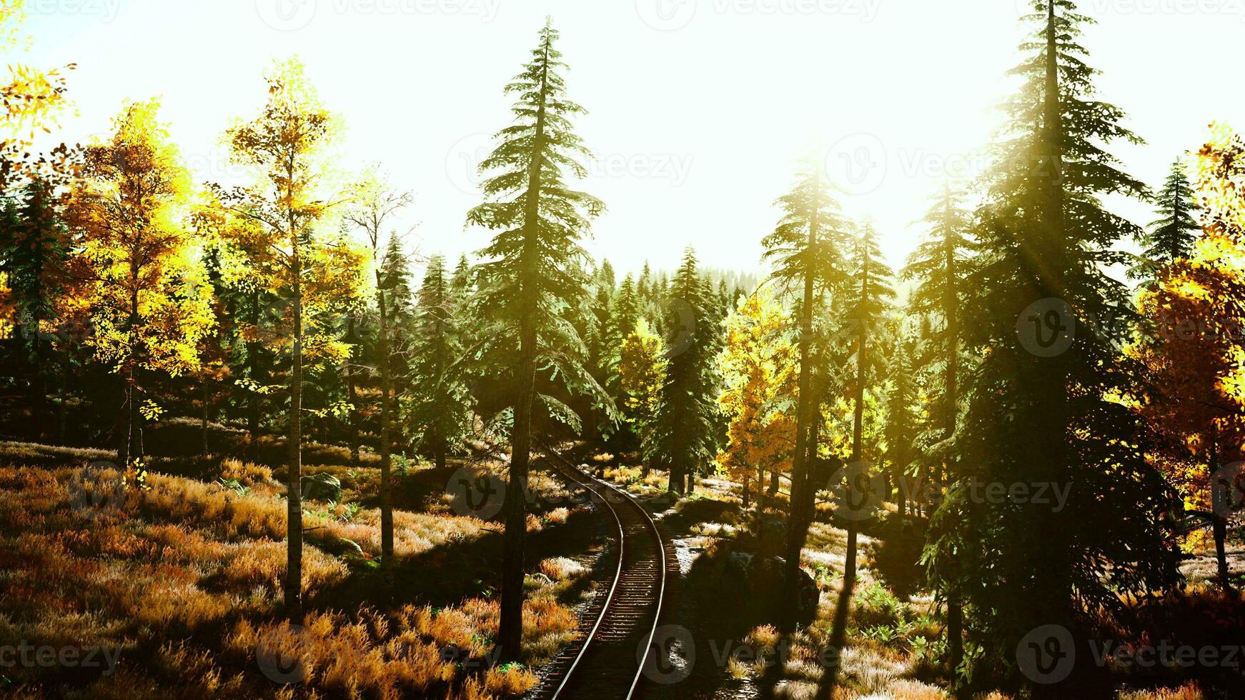 traveling through a forest filled with trees photo