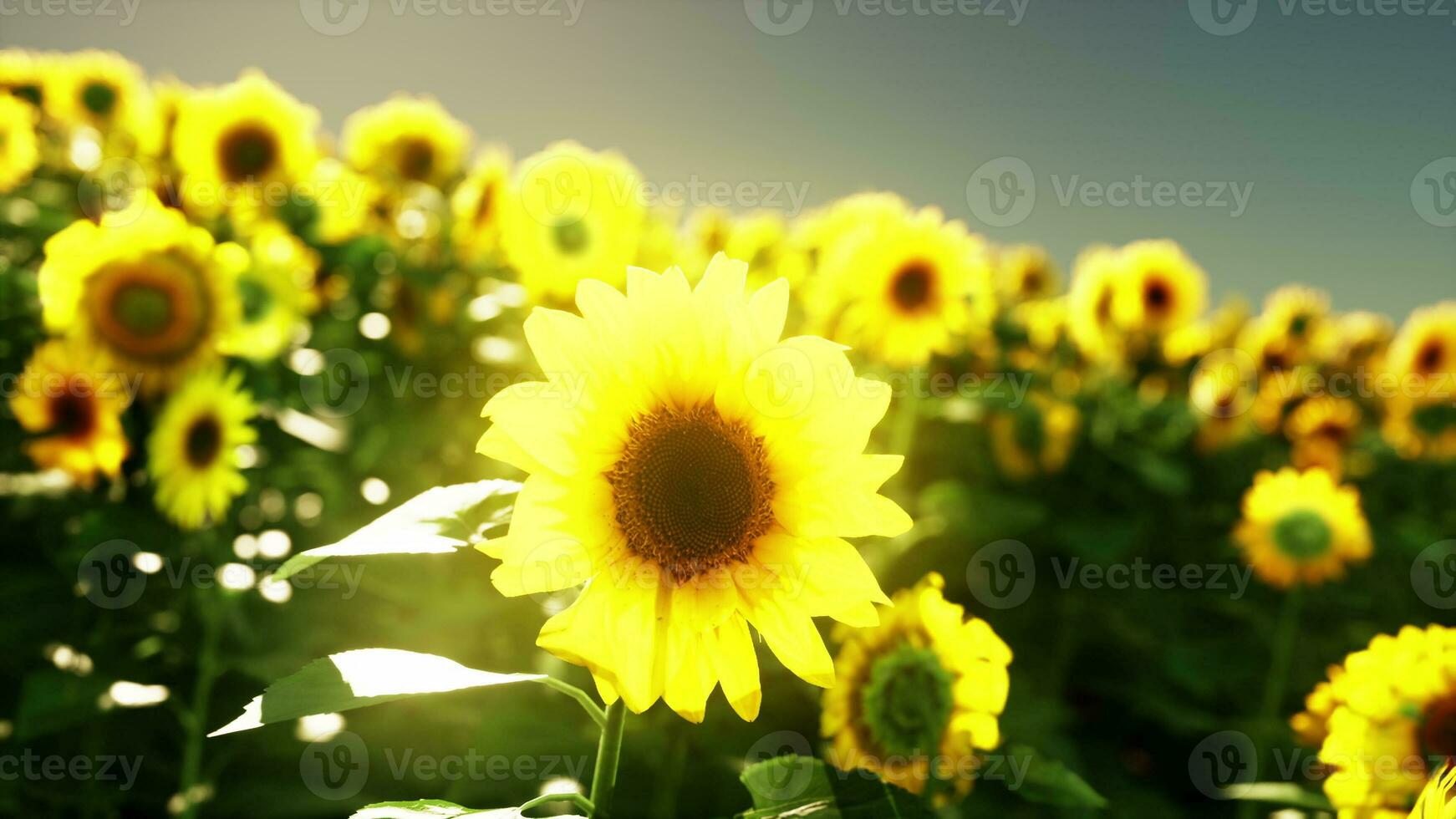 un dorado campo de girasoles en contra un asombroso cielo fondo foto