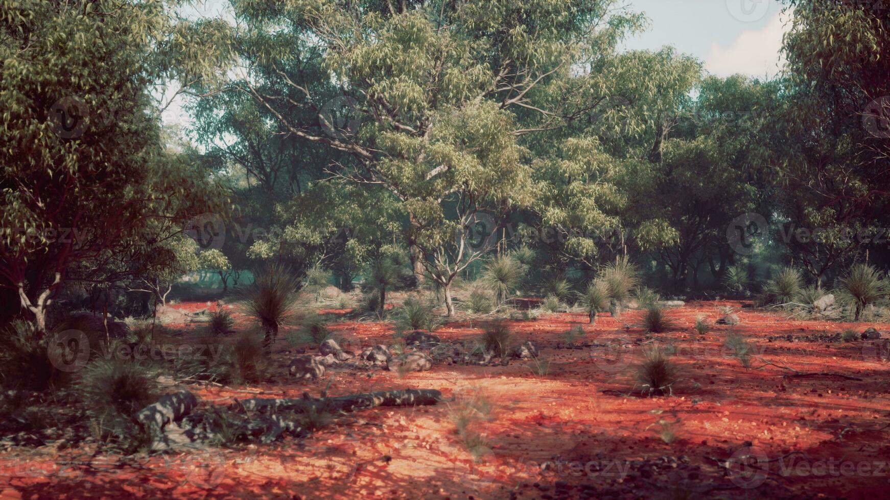 A scenic view of a tree-filled field photo