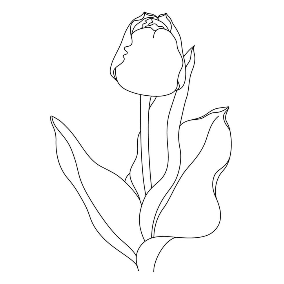 Vector Linear Illustration of Tulip Flower
