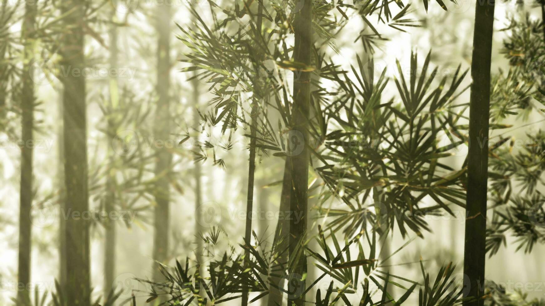 un sereno bambú arboleda envuelto en místico niebla foto