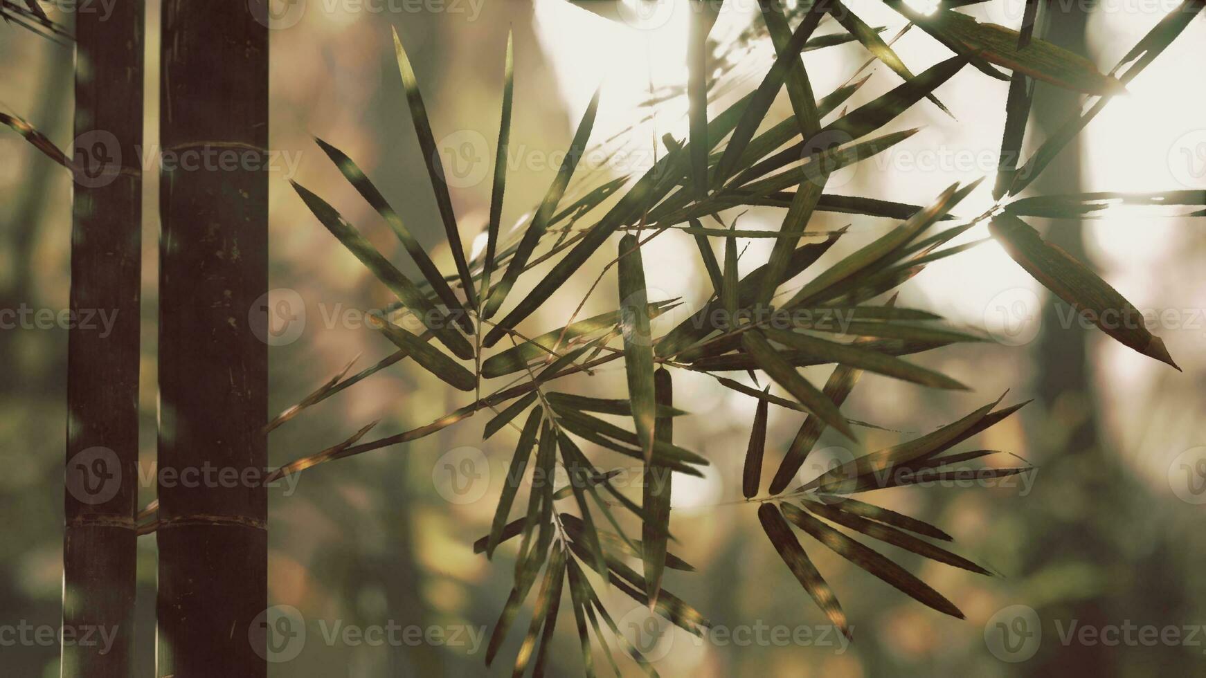 Green bamboo forest in the morning sunlight photo