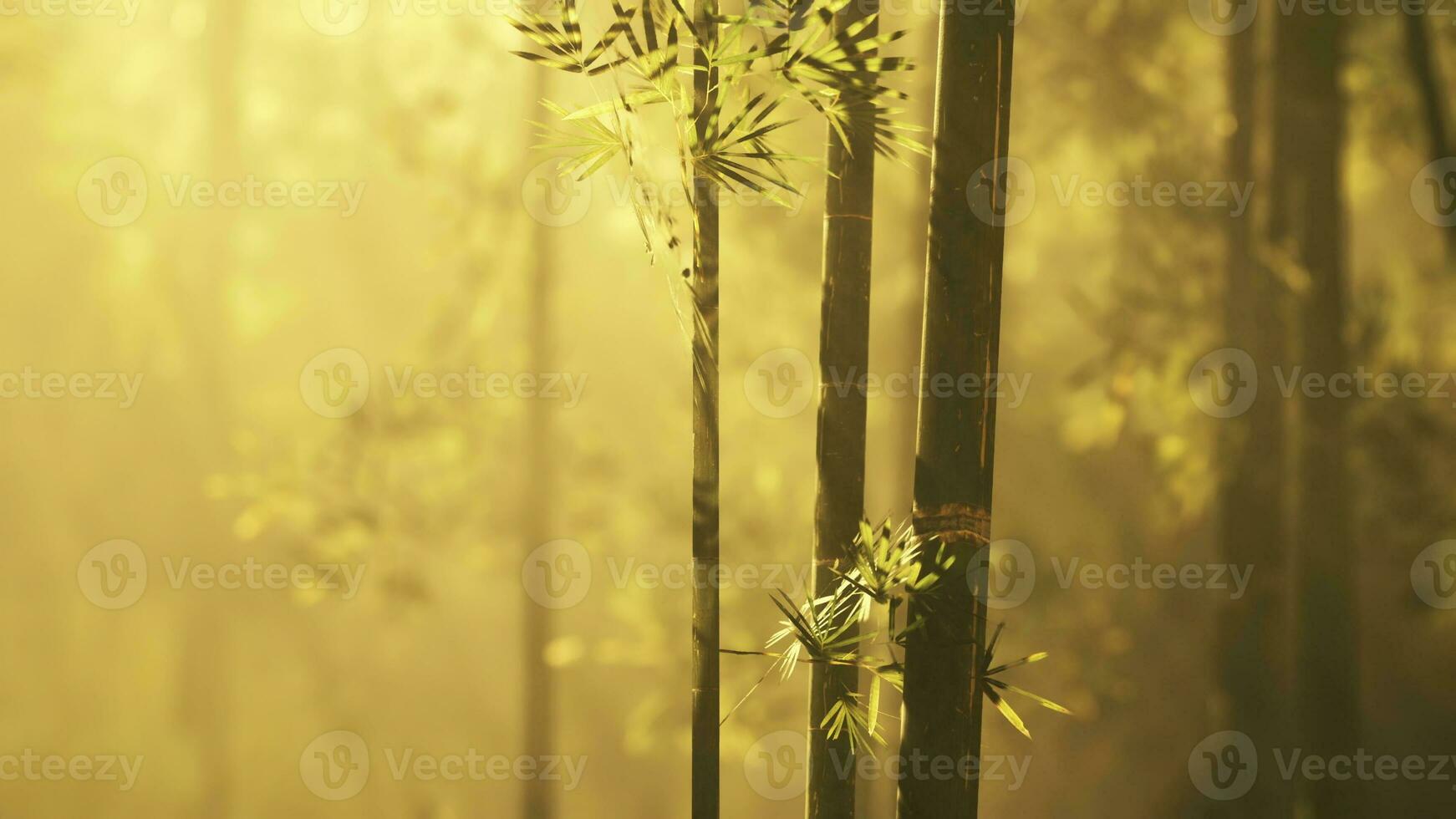 Green bamboo forest in the morning sunlight photo