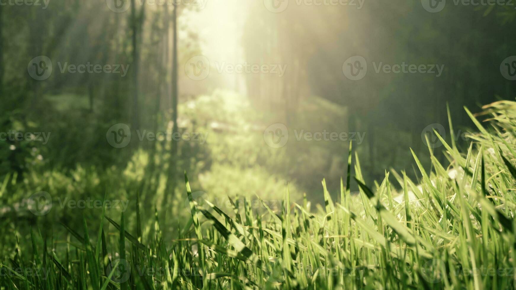 Green bamboo forest in the morning sunlight photo