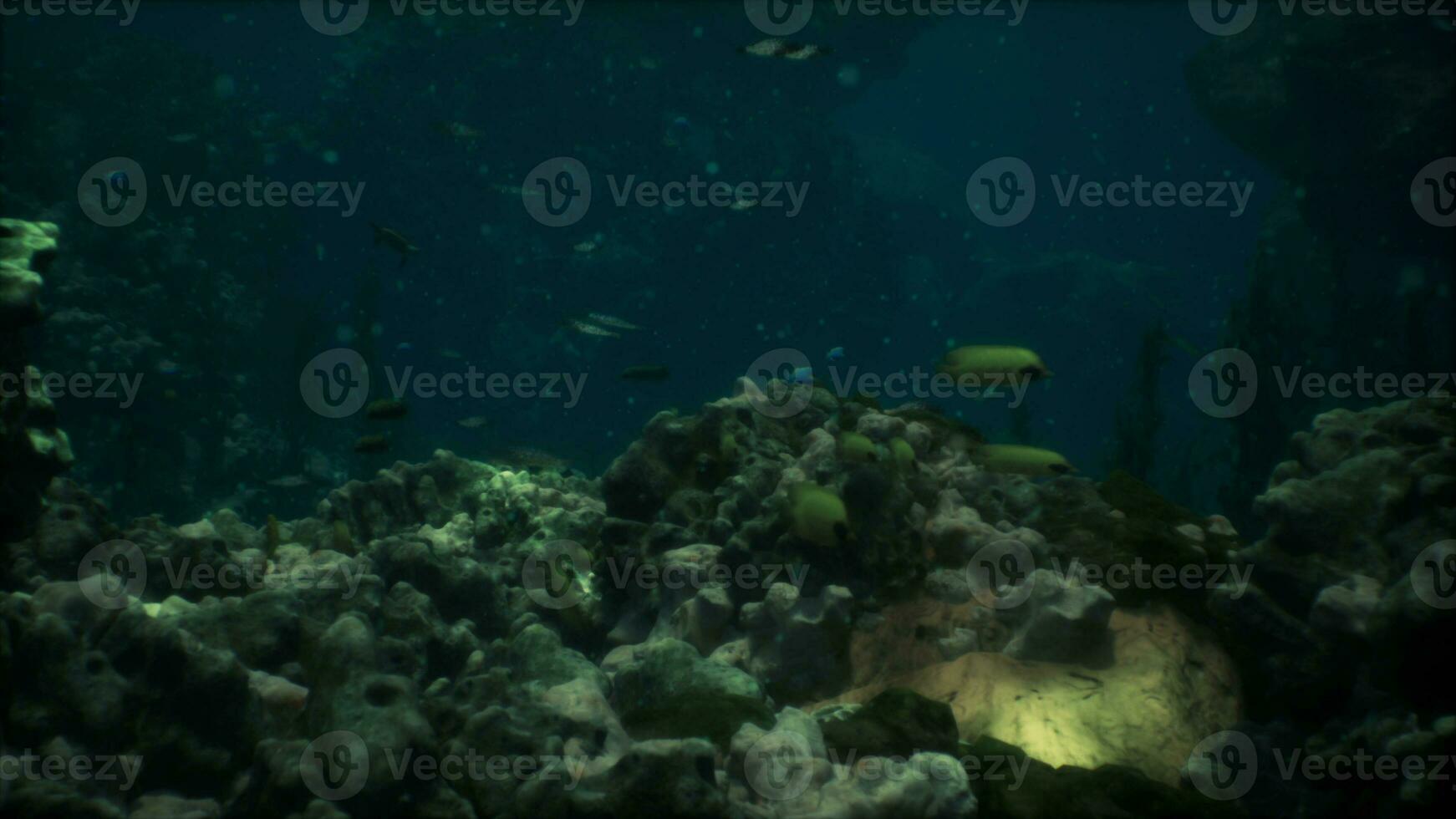 Sea or ocean underwater coral reef photo