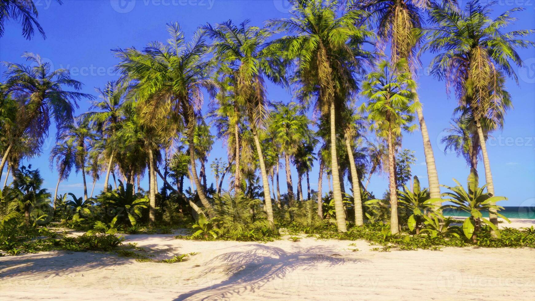 A tropical paradise beach with palm trees and crystal clear ocean waters photo