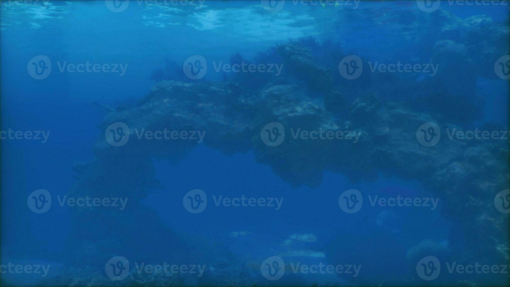 An underwater view of a tree in the ocean photo