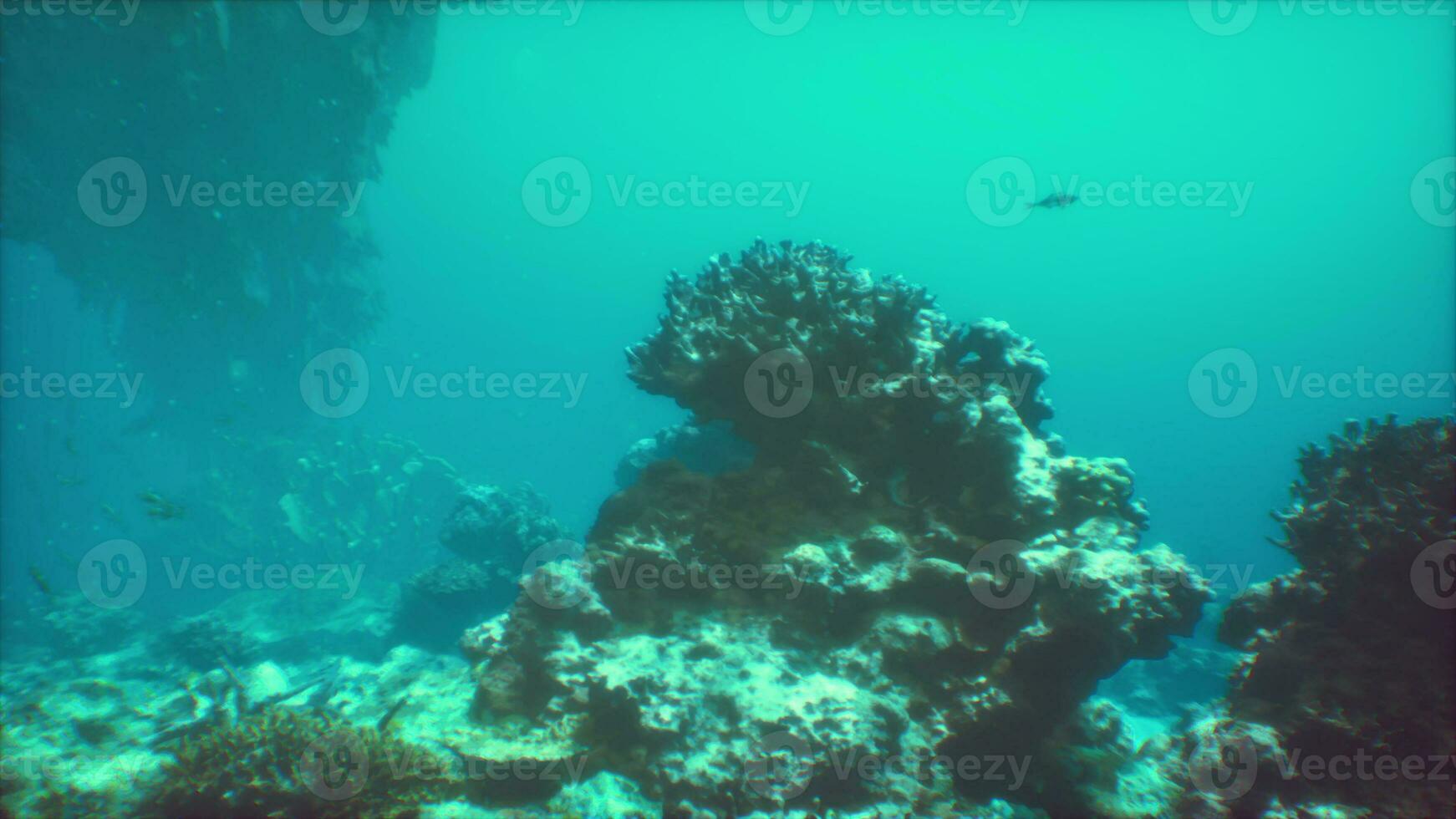 An underwater view of a coral reef with fish photo