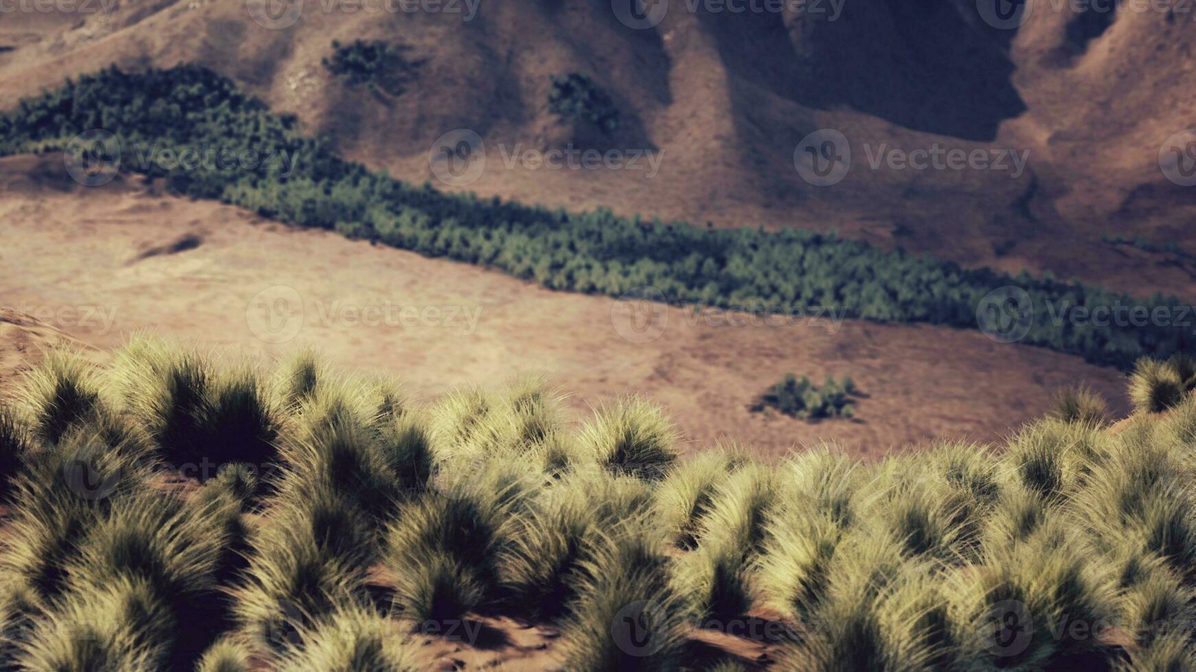 Very remote spinifex grass covered spot in the Great Victoria Desert photo